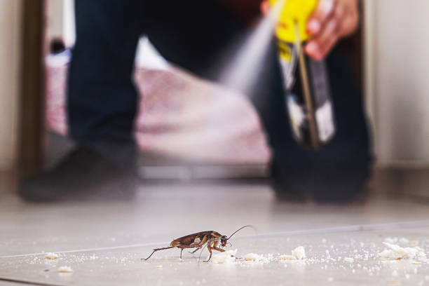 Best Mosquito Control Services  in Corinth, TX