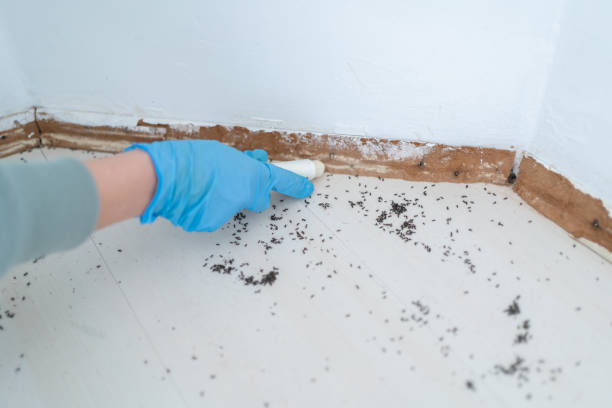 Best Rat Extermination Near Me  in Corinth, TX